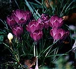 crocuses